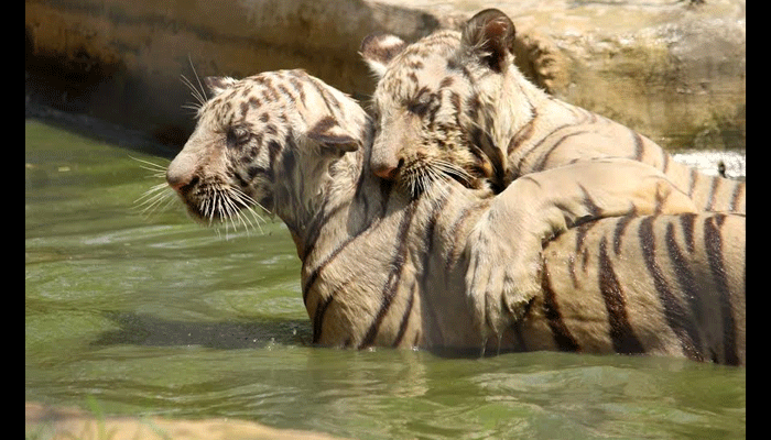 tiger cubs funny moments in water 