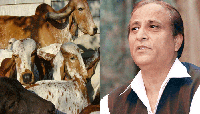 सपा नेता आजम खान ने कसा तंज- गायों को कटवाना था, तो कतर क्यों भेज रहे, यहीं...