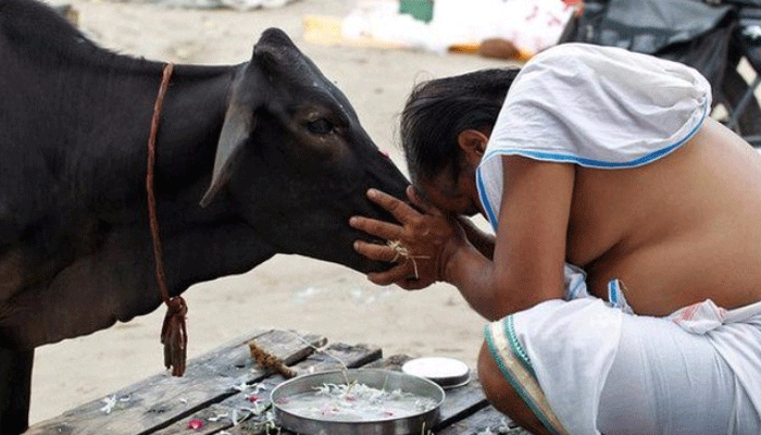 हैदराबाद हाईकोर्ट के जज बोले- मां और भगवान का विकल्प है गाय