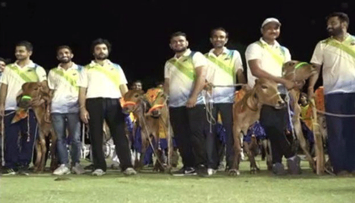 गुजरात में अनोखा क्रिकेट टूर्नामेंट, विजेता टीम को ट्रॉफी की जगह मिली गाय