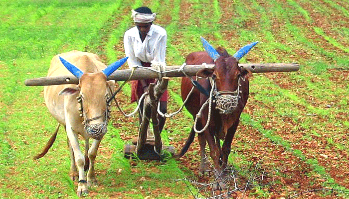 #Budget2019: किसानों को बड़ा तोहफा, हर साल 6 हजार रुपए देगी मोदी सरकार