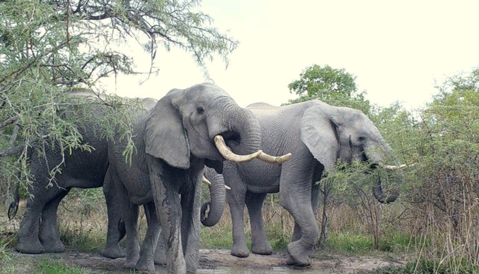तंजानिया के गांवों में 43 जंगली हाथियों ने मचाया उत्पात, डर के साए में जी रहे लोग