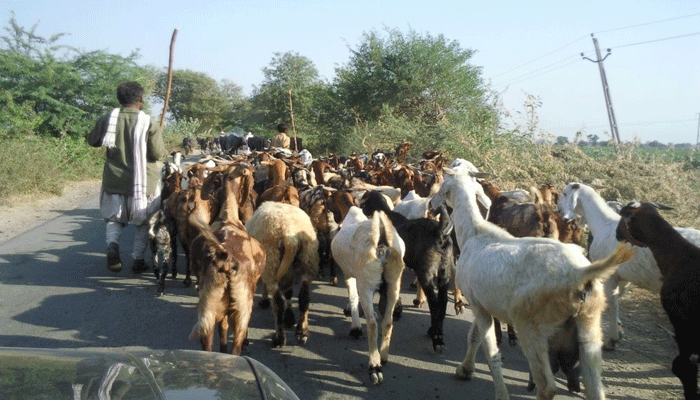 राजस्थान: नि:शुल्क पशु दवा योजना में भेड़ चाल सबसे तेज रही