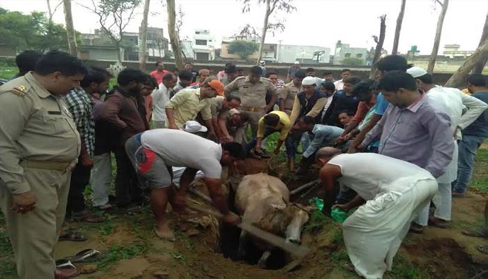 वो देखें, जिन्हें ये दिखता नहीं : मुस्लिम भाइयों ने गड्ढे में फंसी गाय की जान बचाई