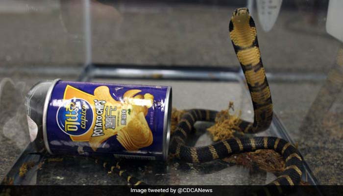 भाई साब! पोटैटो चिप्स के केन से निकले तीन जिंदा किंग कोबरा