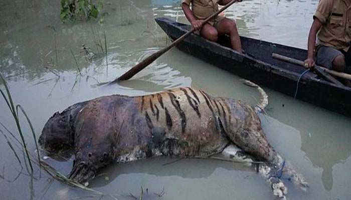 बाढ़ का तांडव! काजीरंगा अभयारण्य में 225 पशुओं की मौत