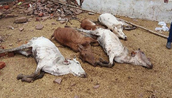 गायों को जमीन में दफ़न करवाता था बीजेपी नेता, 250 गायों का मारने का है आरोप