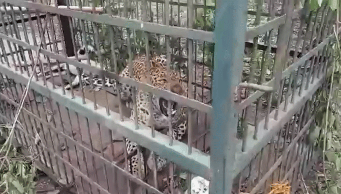 बाराबंकी में महीनों से दहशत फैलाने वाला तेंदुआ आखिर वन विभाग के पिंजरे में हुआ कैद