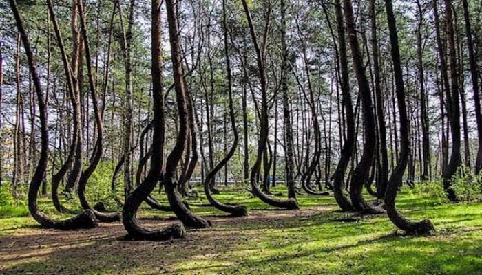 अजब-गजब! पोलैंड के रहस्यमयी क्रूक्ड जंगल में झुके हुए पेड़