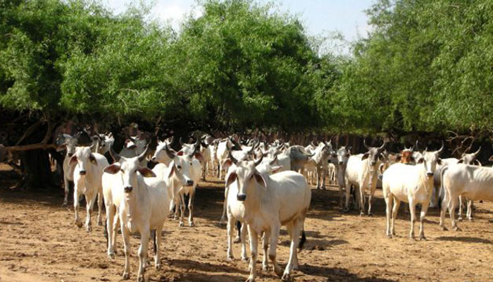 पश्चिम बंगाल में गो सेवकों ने कथित गो तस्करों को पीटकर मार डाला