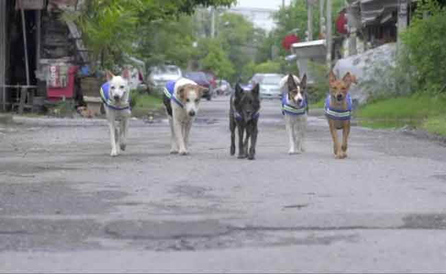 मानो या न मानो: शहरों व गलियों में घूमने वाले आवारा कुत्ते करेंगेे अब चौकीदारी