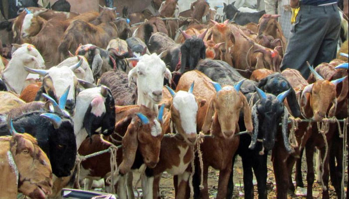 बकरीद पर शहर में रहेगी कड़ी सुरक्षा व्यवस्था, खुले स्थान पर नहीं होगी कुर्बानी