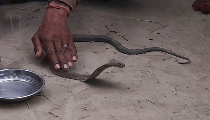 नवरात्रि स्पेशल: ऐसा मंदिर जहां नाग का जोड़ा करता है मां की रखवाली