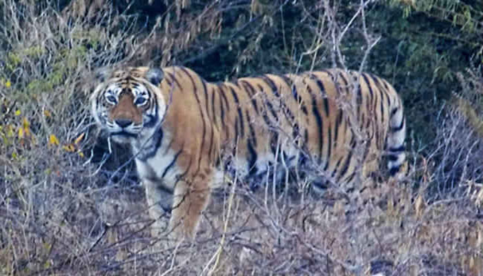 जिंदा रहने के लिए किया था शिकार, अब खतरे में पड़ी इस बाघिन की जिंदगी