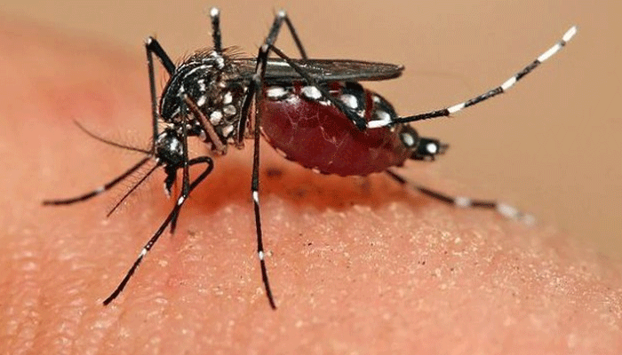 लखनऊ में बदलते मौसम के साथ डेंगू का बढ़ा असर, इन चीजों का इस्तेमाल करने से बचें