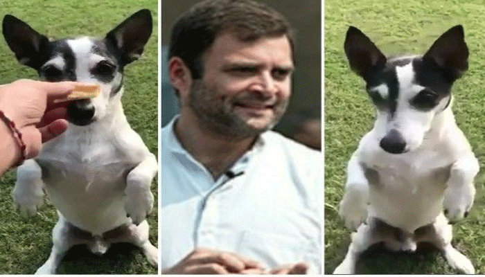 सोशल मीडिया में राहुल गांधी का कुत्ता,  कांग्रेस -बीजेपी में छिड़ी जंग