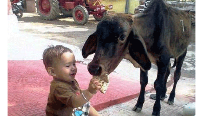 अगर आप भी खिलाते हैं गाय को इस तरह रोटी तो होगा सर्वनाश, जानिए कैसे?