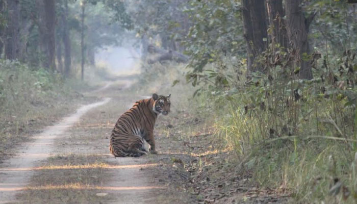 जंगल के राजा का आतंक, बीच सड़क आधे घंटे तक दहाड़ता रहा बाघ, दहशत में लोग