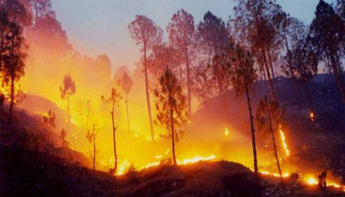 कौन लगा रहा है हिमालयी जंगलों में आग,ITBP के जवानों ने कंट्रोल बर्निंग का सहारा लिया
