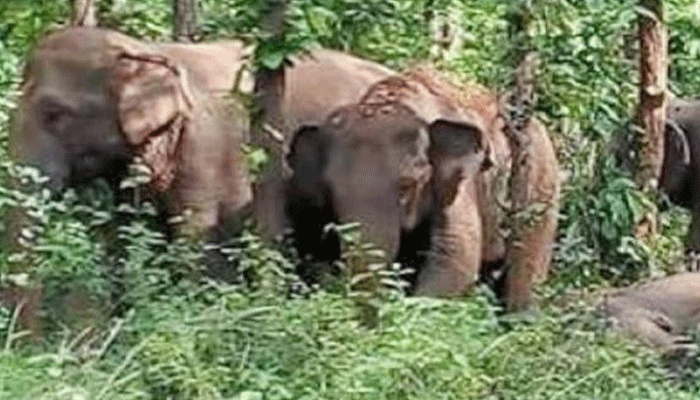 ट्रेन की चपेट में आने से असम में 5 हाथियों की मौत, वन मंत्री ने किया दौरा