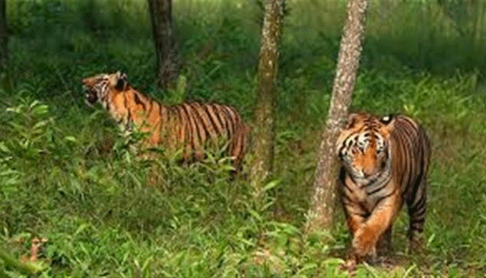 हल्द्वानी में बाघों की गिनती डिजिटल तरीके से शुरू, 25 मार्च तक पूरा होगा काम