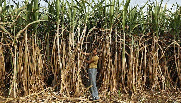 लापरवाही बर्दाश्त नहीं: गन्ना किसानों को भुगतान में देरी पर चीनी मिलों पर होगी कार्रवाई