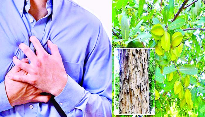Health : हार्ट के रोगियों के लिए महौषधि है अर्जुन का वृक्ष