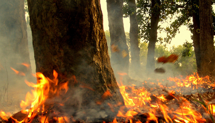 तमिलनाडु के जंगल में भीषण आग, आग में फंसे 9 ट्रैकर्स की मौत