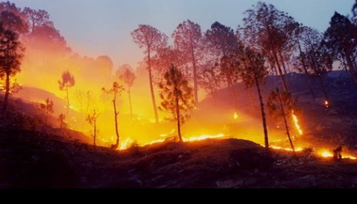 तमिलनाडु के इस जंगल में लगी भीषण आग, ट्रेकिंग पर गए 30 छात्र फंसे