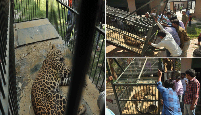 लखनऊ के गोसाईंगंज में 12 घंटे की मशक्कत के बाद पकड़ा गया तेंदुआ