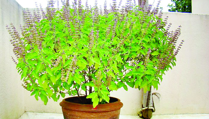 घर में लगाएं ये 7 पौधे: पॉजिटिव एनर्जी और खुशनुमा माहौल के साथ मिलेंगे कई फायदे