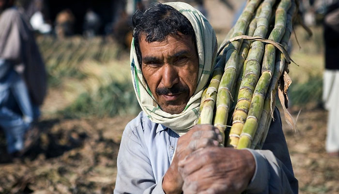 प्रदेश के हजारों गन्ना किसानों का भुगतान होने से कृषकों में फैली खुशी की लहर