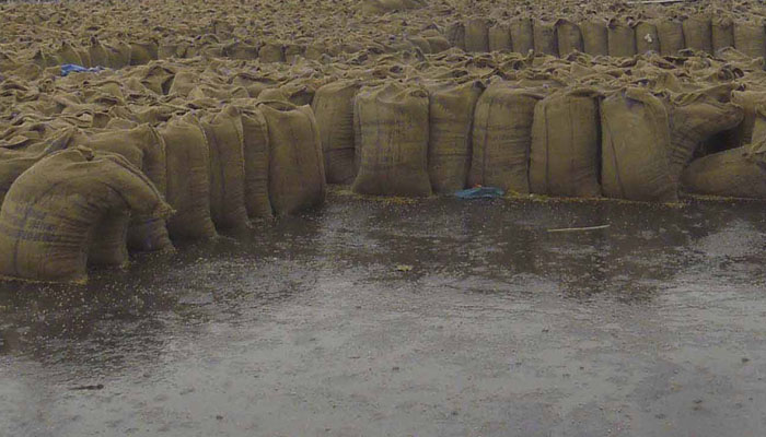 गेंहू की खरीद के नाम पर किसानों के साथ धोखा ,बारिश में सड़ रहे है किसानों के गेंहू