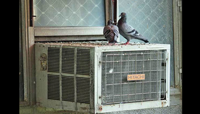 TIPS:कबूतरों से हो रहे हैं रोज-रोज परेशान तो इन उपायों से मिलेगा निदान