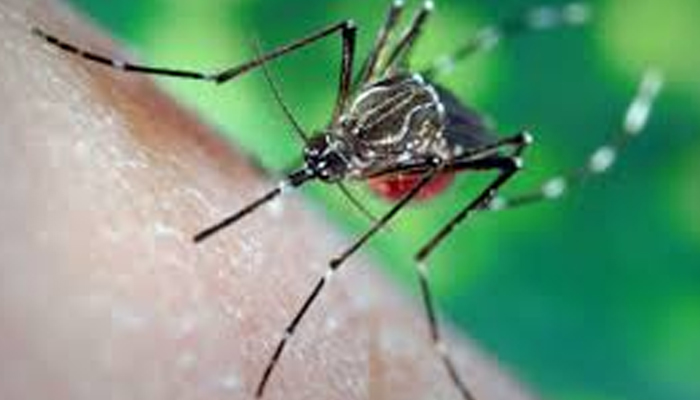 घरेलू टिप्स:मच्छरों से है परेशान तो इन उपायों से करें इसका निदान