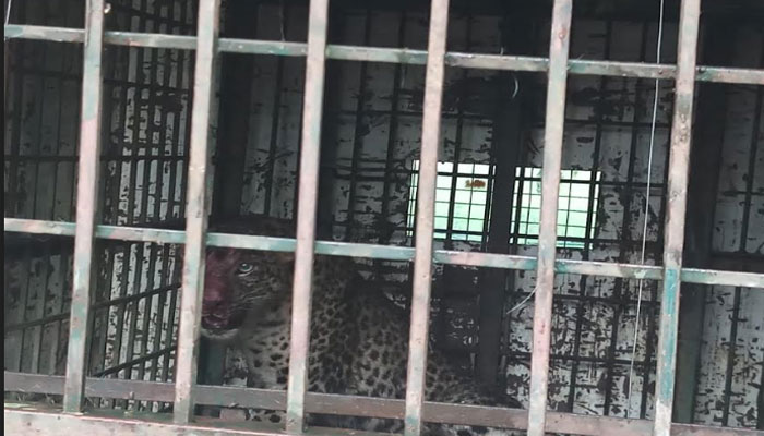 मोतीपुर रेंज: पशुओं को निवाला वनाने वाला तेंदुआ पिंजड़े में हुआ कैद 