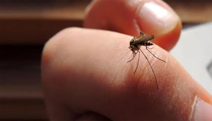 World Mosquito Day: मच्छरों को घर से गायब कर देंगी किचन में रखी ये 6 चीजें