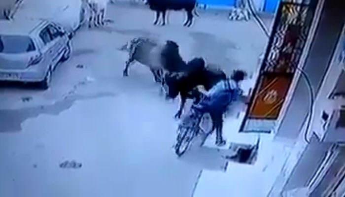 वीडियो: जानवरों के लिए रिजर्व हुई यूपी की सड़कें,  CCTV में देखें क्‍या हो रहा इंसानों का हाल