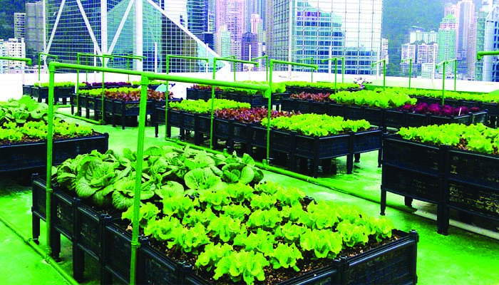 नई तरह की हरित क्रांति, शहरों में अपने मकान की छतों पर खेती का ट्रेंड तेजी से बढ़ा