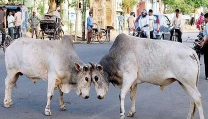 सहारनपुर : जिला प्रशासन का फरमान- गौवंश आवारा छोड़ा तो लगेगा जुर्माना