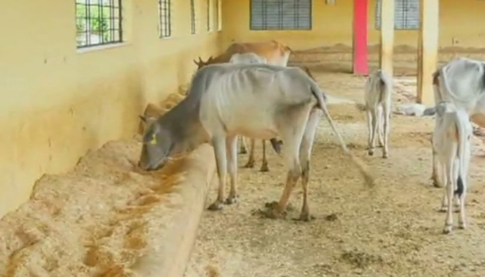 गोरक्षा पर खुली कमलनाथ सरकार की पोल, गौ अभ्यारण में एक ही रात में 35 गायों की मौत