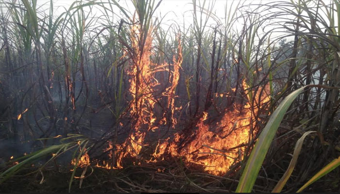 भुगतान न होने से नाराज किसानों नें खड़ी गन्ने की फसल को किया आग के हवाले