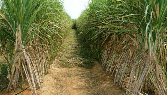 सहारनपुर में घट रहा गन्ने का उत्पादन ,गिरावट के आसार- किसानों की बेचैनी