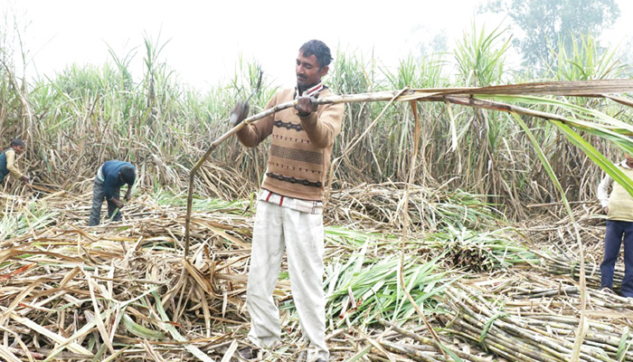 सहारनपुर में घट रहा गन्ने का उत्पादन, टिकाऊ नहीं है नई प्रजातियों के गन्ने