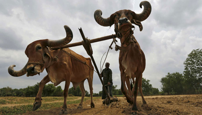 #BUDGET2019: गांव, गरीब, किसान और युवाओं पर हो सकती है तोहफों की बारिश