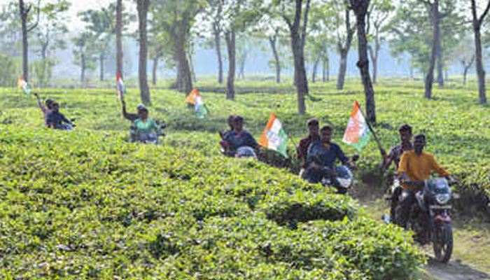 कोलकाता: चाय बागान के श्रमिकों का न्यूनतम वेतन बना लोकसभा का चुनावी मुद्दा