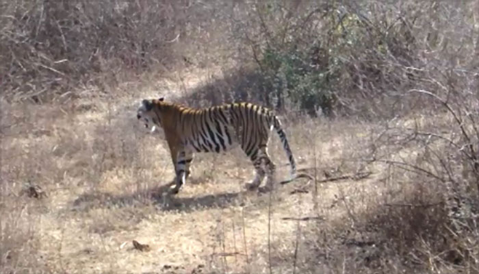 बहराइच : कतर्नियाघाट वन्यजीव विहार  में बाघ के हमले में दादी-पोती की मौत