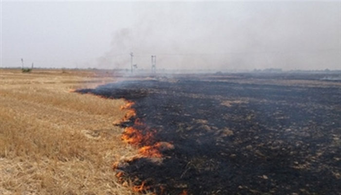 गेहूं के ठूंठ में लगाई गई आग, 30 गांवों के खेतों में फैली- तीन की मौत, 25 झुलसे