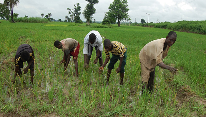 उत्तरी नाइजीरिया में डाकूओं के हमले में 10 किसानों की मौत: पुलिस