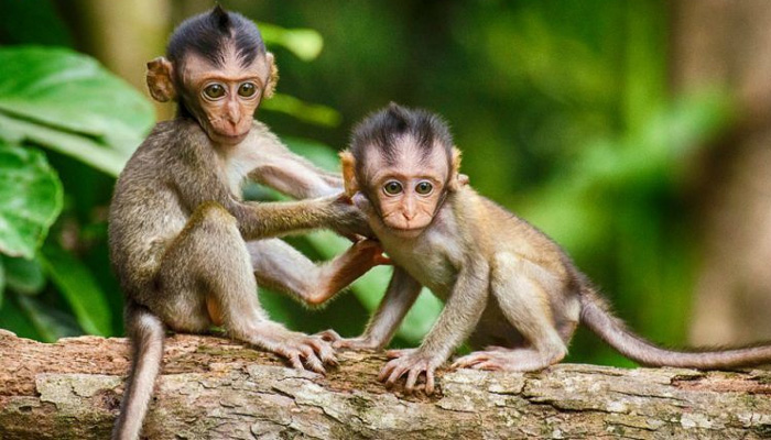 बंदरों के उपद्रव से परेशान हैं मथुरावासी, लोकसभा चुनाव में बन गया है बड़ा मुद्दा